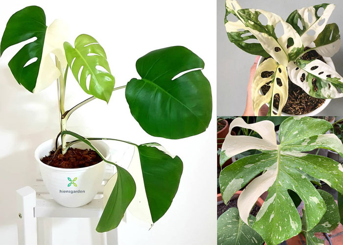 Những loại Trầu Bà dạng đột biến (Variegated) đầy cuốn hút