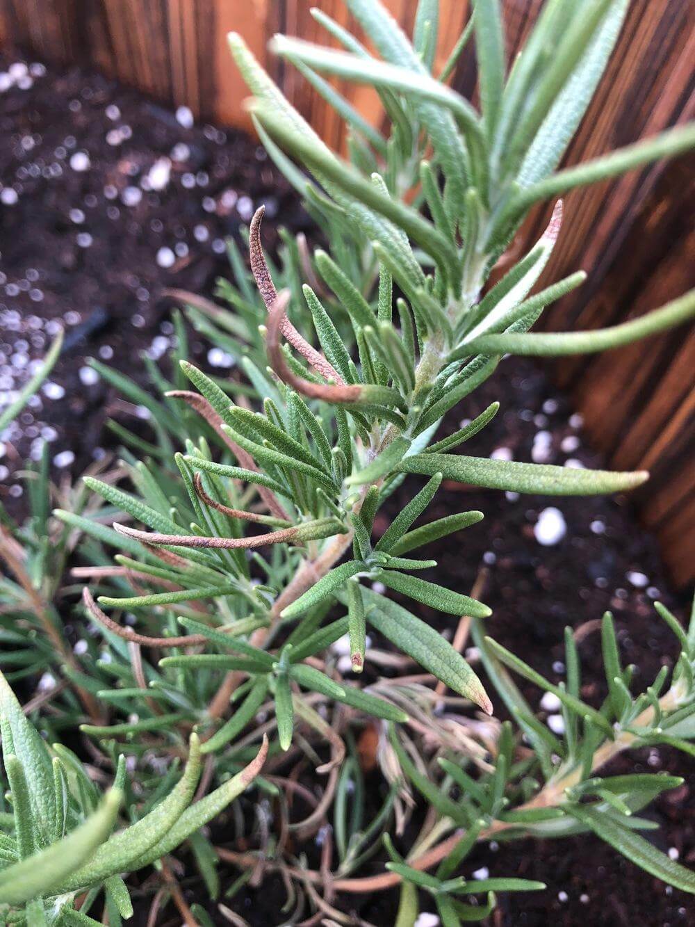 Một cây Hương Thảo Rosemary dính lỗi overwatering. Dấu hiệu thường thấy là đầu là chuyển vàng hoặc nâu rồi lan dần vào trong. Ảnh: The Gardener