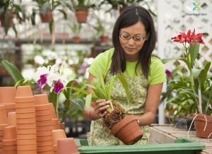 Một số chất trồng rất tốt cho Hoa Lan