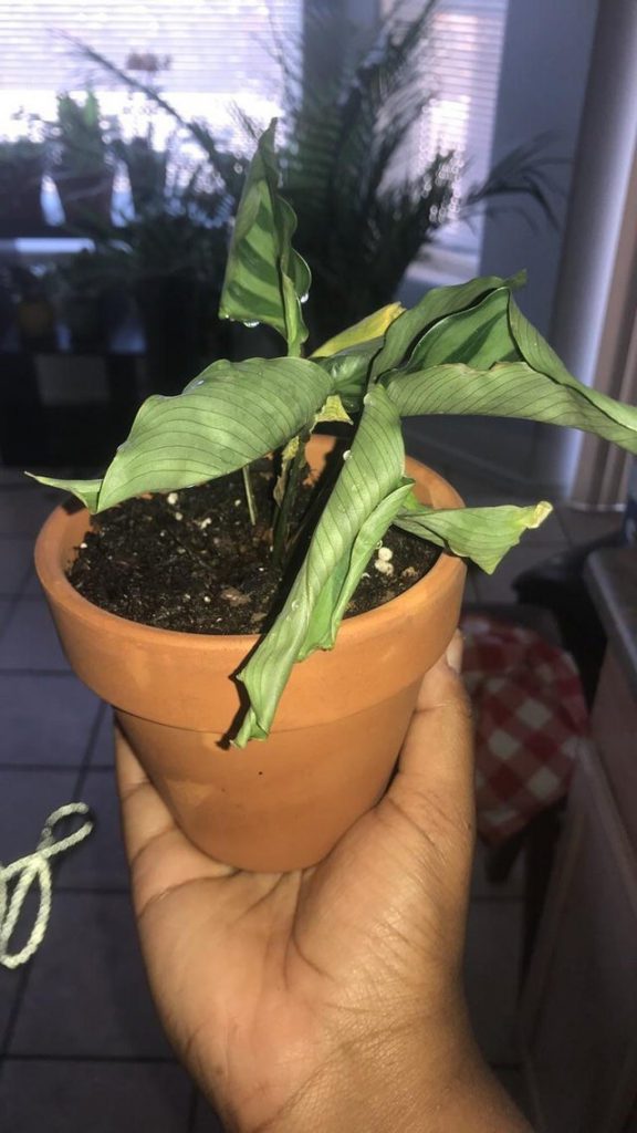 a baby rubber plant & a dracaena lemon surprise grow in a rectangular basket