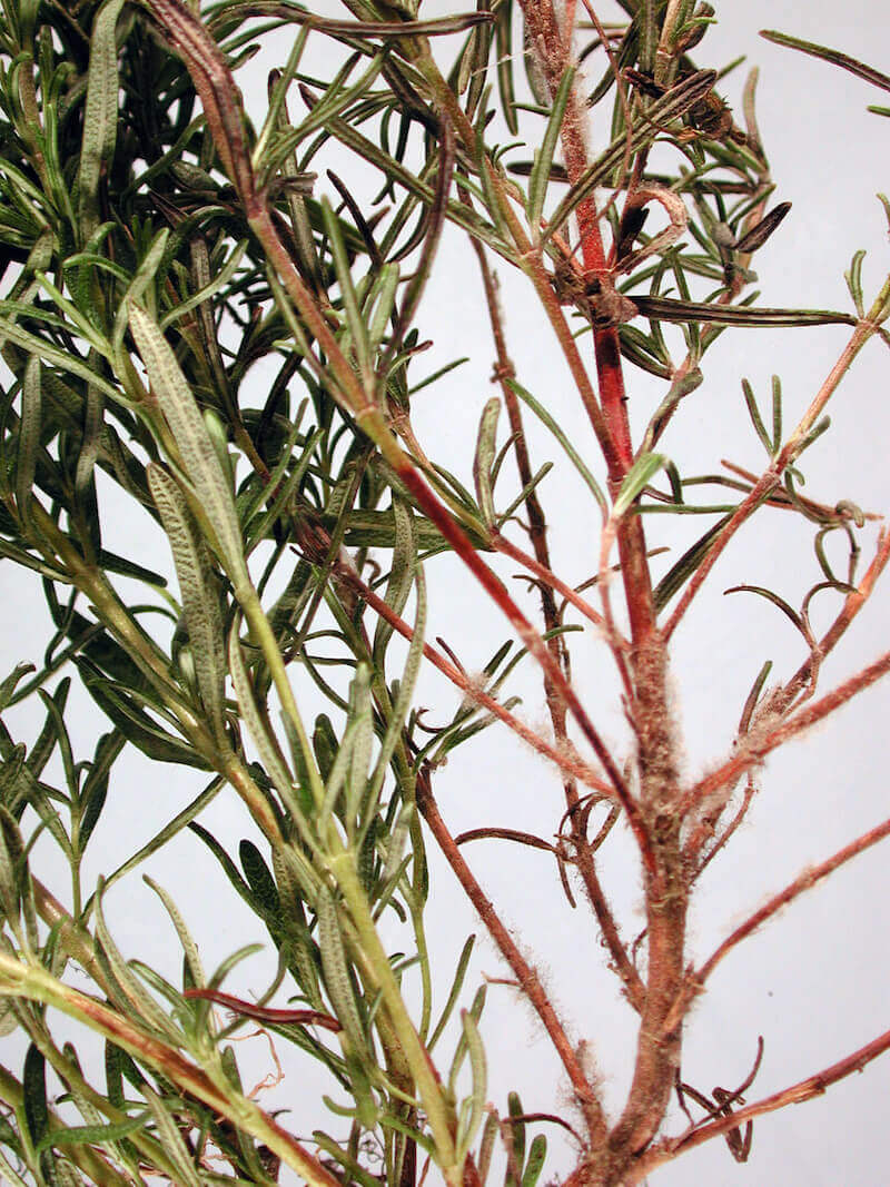 Bào tử màu xám của Botrytis sp. trên cây Hương Thảo - Ảnh: OSU Plant Clinic - 2011.