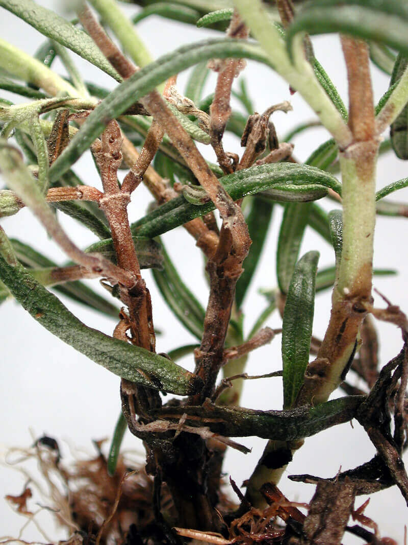 Tổn thương trên thân cây Hương Thảo Rosemary do bệnh Mốc Xám (Botrytis sp.) gây ra - Ảnh: OSU Plant Clinic - 2012.