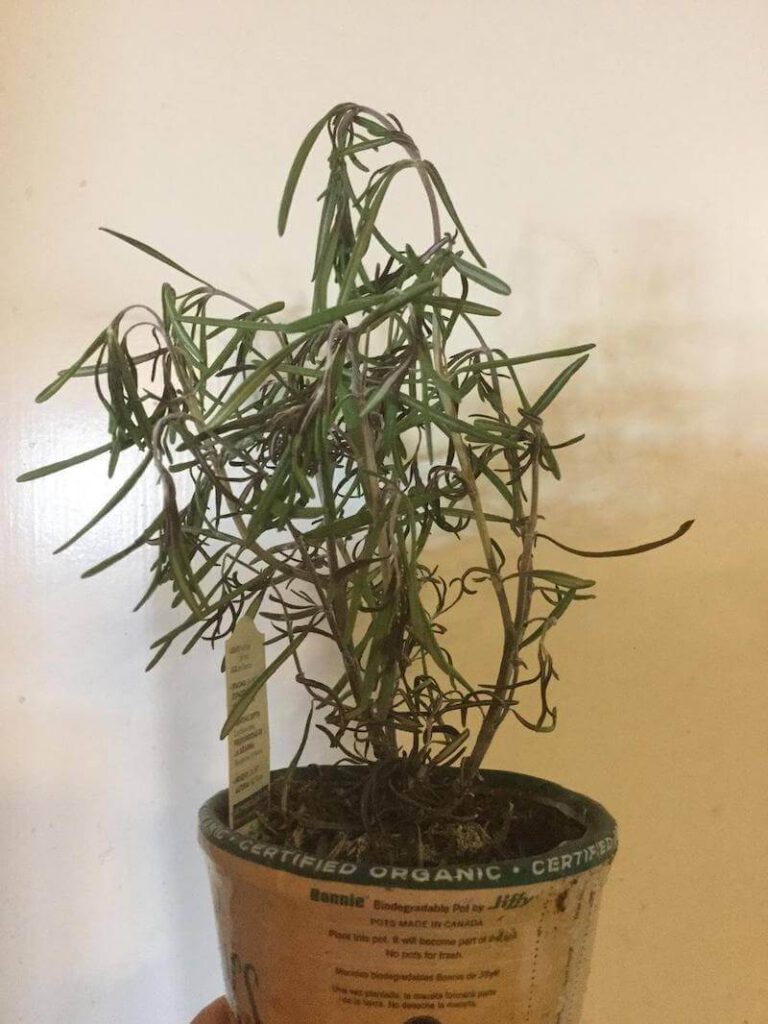 Một cây nhiễm bệnh héo do nấm Verticillium gây ra. Ảnh Platani 2018 - Garden.org