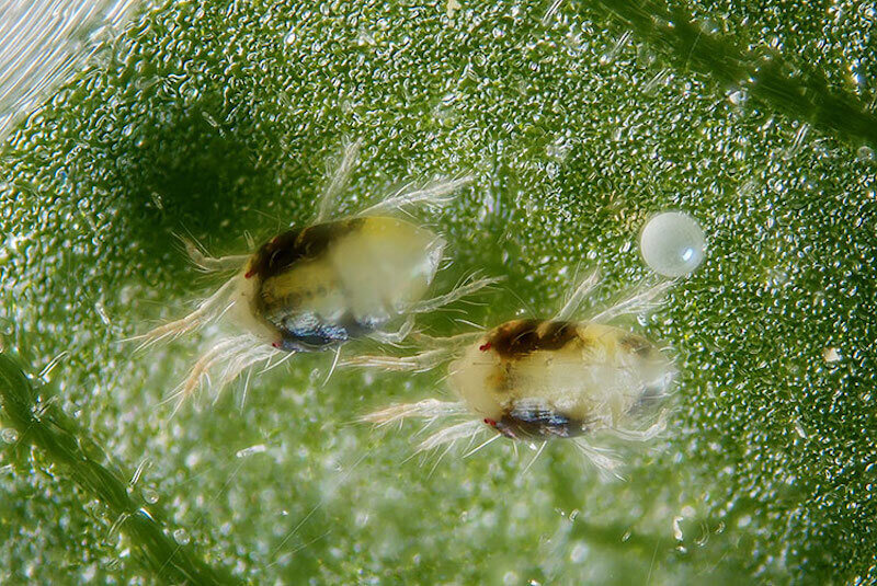 Ve nhện (bọ nhện) (Spider mites) trên lá cây Hương Thảo Rosemary. Ảnh: Fine Gardening Magazine