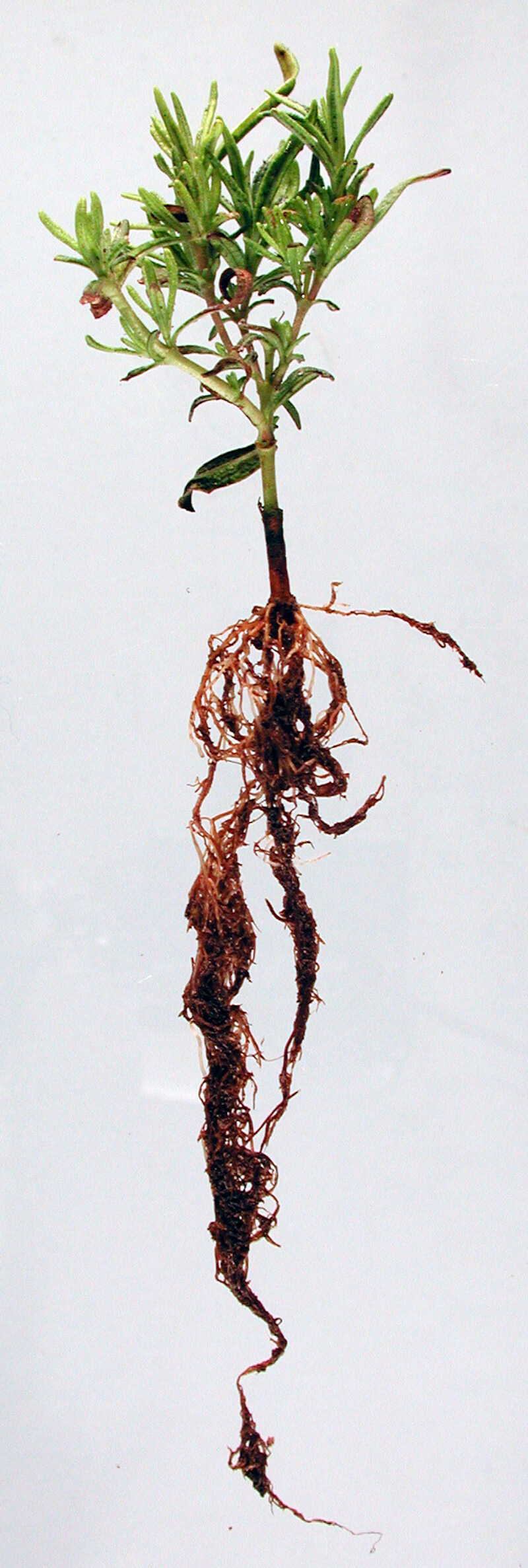 Hình ảnh của một cây Hương Thảo bị thối gốc (Root Rot) cấp độ nặng. Ảnh: OSU Plant Clinic 2011