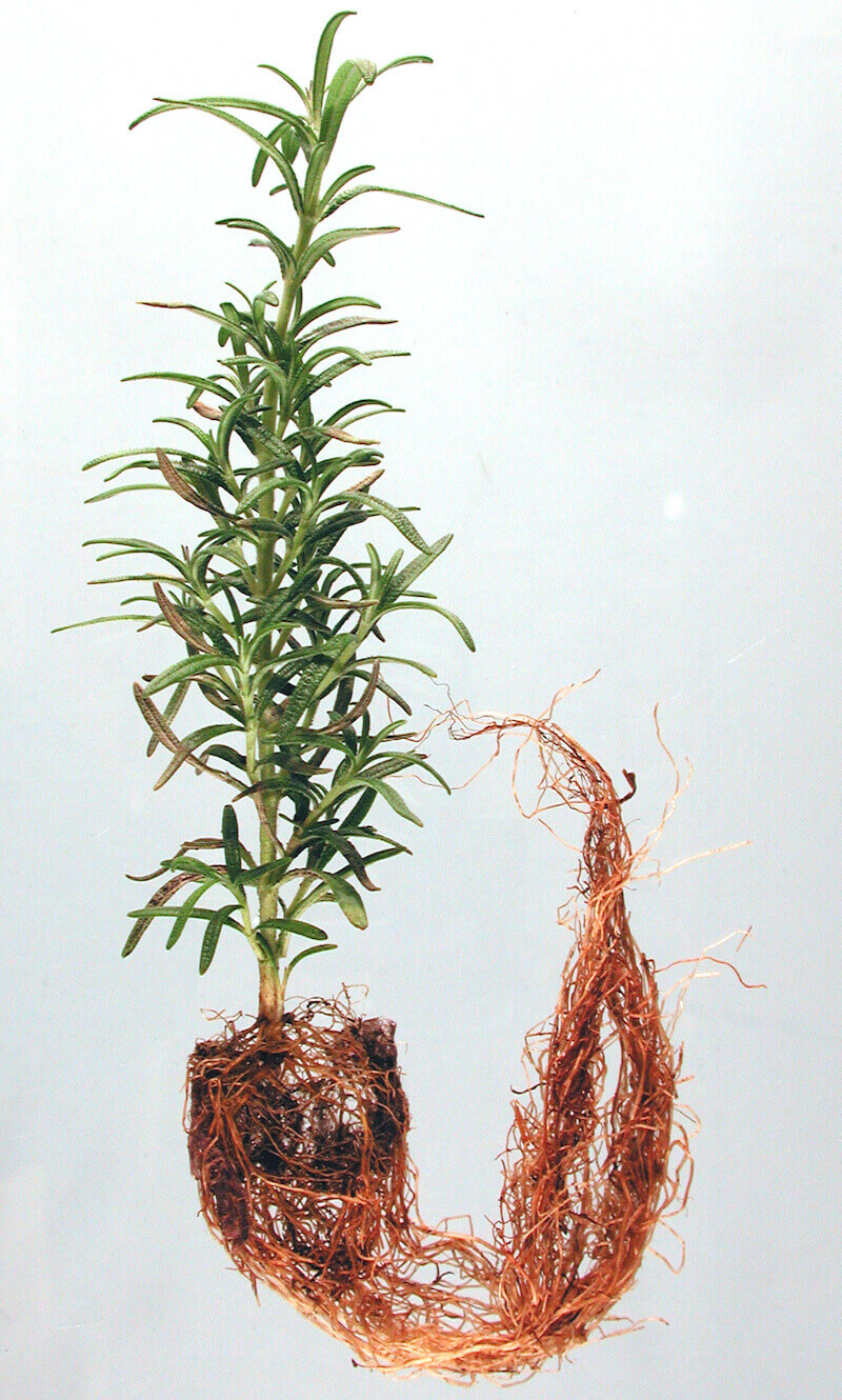Hình ảnh của một cây Hương Thảo bị thối gốc (Root Rot) cấp độ nhẹ. Ảnh: OSU Plant Clinic 2014