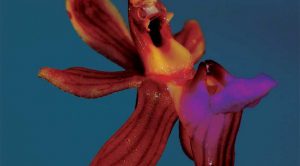 Cách trồng Hoa Lan Cleisostoma