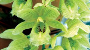 Cách trồng Hoa Lan Clowesia