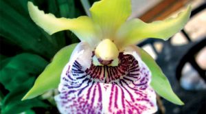 Cách trồng Hoa Lan Cochleanthes