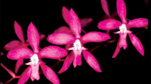 Cách trồng Hoa Lan Cochlioda