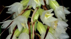 Cách trồng Hoa Lan Coelia