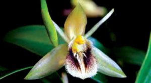 Cách trồng Hoa Lan Coelogyne