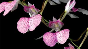 Cách trồng Hoa Lan Comparettia