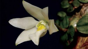 Cách trồng Hoa Lan Constantia