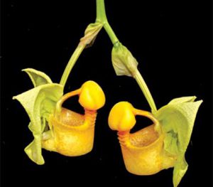 Cách trồng Hoa Lan Coryanthes