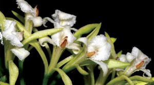 Cách trồng Hoa Lan Corymborkis