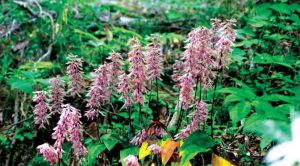 Cách trồng Hoa Lan Cremastra