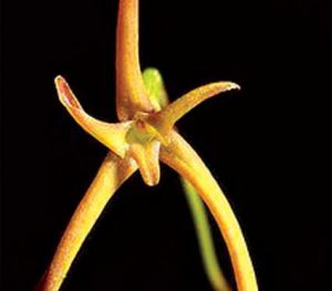 Cách trồng Hoa Lan Cryptocentrum