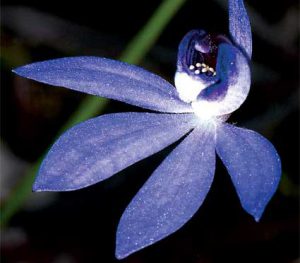 Cách trồng Hoa Lan Cuitlauzina