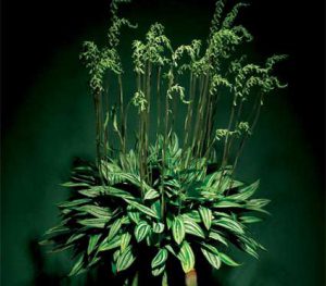 Cách trồng Hoa Lan Cyclopogon