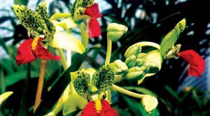 Cách trồng Hoa Lan Cymbidiella