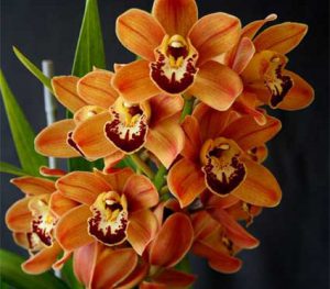 Cách trồng Hoa Lan Cymbidium