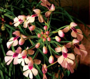 Cách trồng hoa Lan Cynorkis