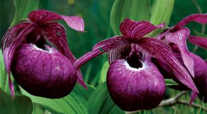 Cách trồng Hoa Lan Cypripedium