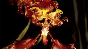 Cách trồng Hoa Lan Cyrtochilum