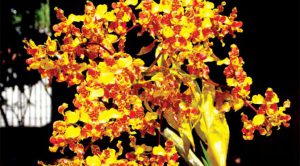 Cách trồng Hoa Lan Cyrtopodium