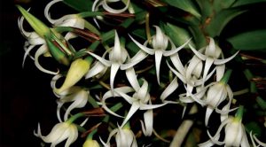 Cách trồng Hoa Lan Cyrtorchis