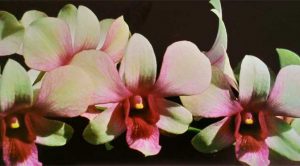 Cách trồng Hoa Lan Dendrobium – lan Hoàng Thảo, lan Dendro