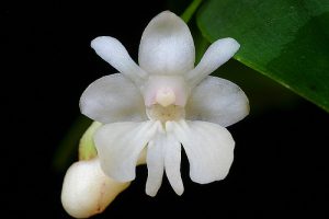 Cách trồng Hoa Lan Dendrobium aberrans
