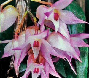 Cách trồng Hoa Lan Dendrobium aduncum
