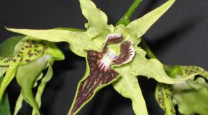 Cách trồng Hoa Lan Dendrobium alexandrae