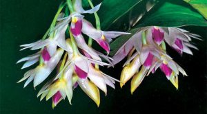 Cách trồng Hoa Lan Dendrobium amethystoglossum