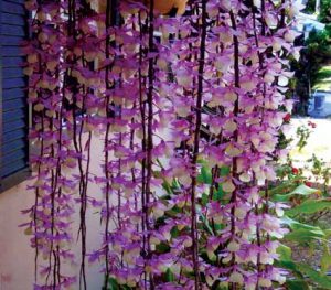 Cách trồng Hoa Lan Dendrobium aphyllum (Hạc vĩ)