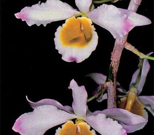 Cách trồng Hoa Lan Dendrobium crystallinum