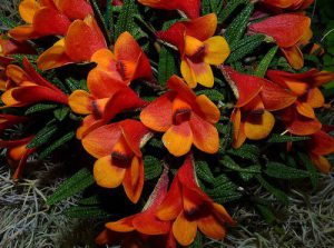 Cách trồng Hoa Lan Dendrobium cuthbertsonii