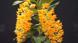 Cách trồng Hoa Lan Dendrobium densiflorum