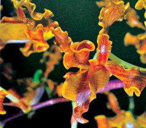 Cách trồng Hoa Lan Dendrobium discolor – Dendrobium nắng