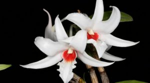 Cách trồng Hoa Lan Dendrobium draconis: Hoa Lan Nhất Điểm Hồng