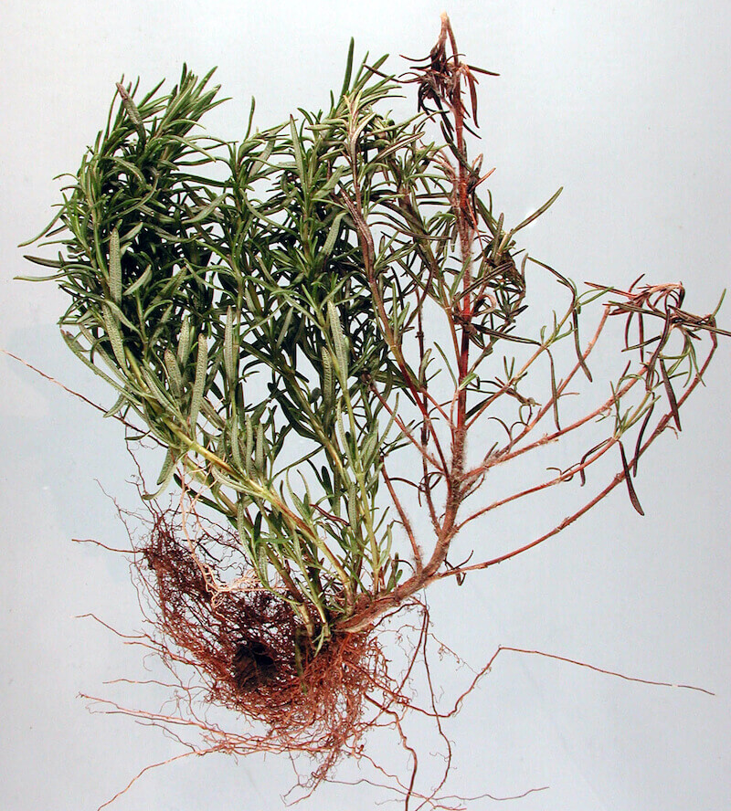 Các thân cây mất màu, bong tróc và chết dần khiến các phần bên trên héo hoặc gãy và chết. Ảnh: OSU Plant Clinic – 2011