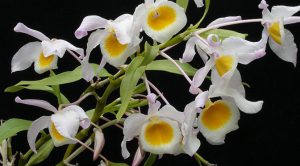 Hoàng thảo chuỗi ngọc – Dendrobium findlayanum