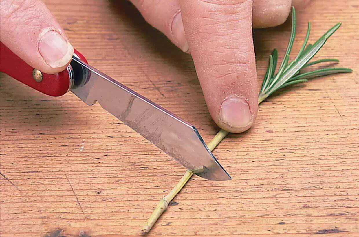 Chú ý vô trùng dao kéo trước khi cắt và khi cắt hãy làm một đường thật ngọt để tránh dập vết cắt.