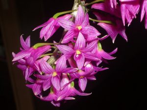 Lan Dendrobium goldschmidtianum