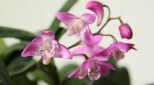 Lan Dendrobium kingianum