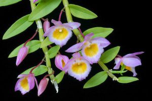 Lan Dendrobium loddigesii – Nghệ tâm…