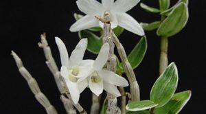 Lan Dendrobium moniliforme