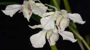 Lan Dendrobium rhodostictum